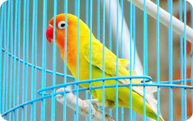 bird