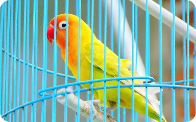 bird